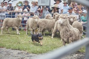 Hawkesbury Working Sheep Dogs