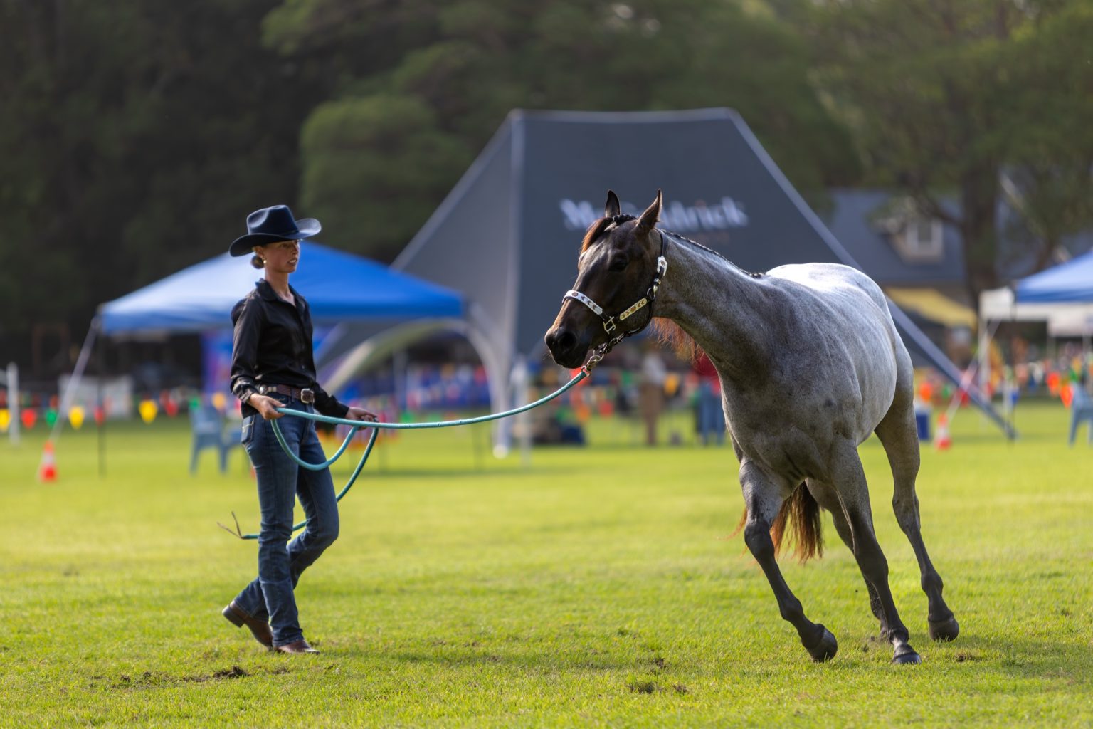 A handler leading a grey horse around the ring