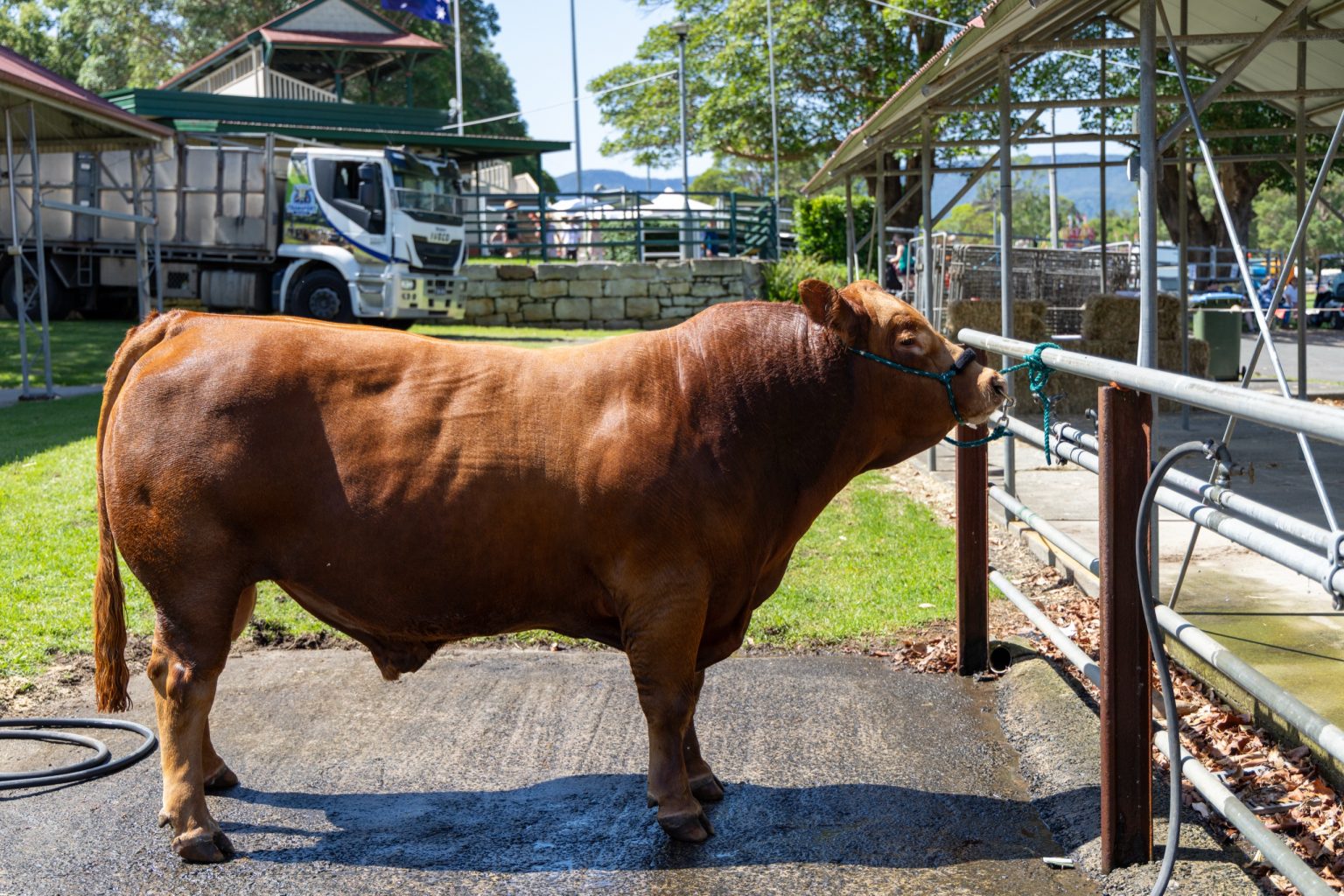 A bull in the cattle lines