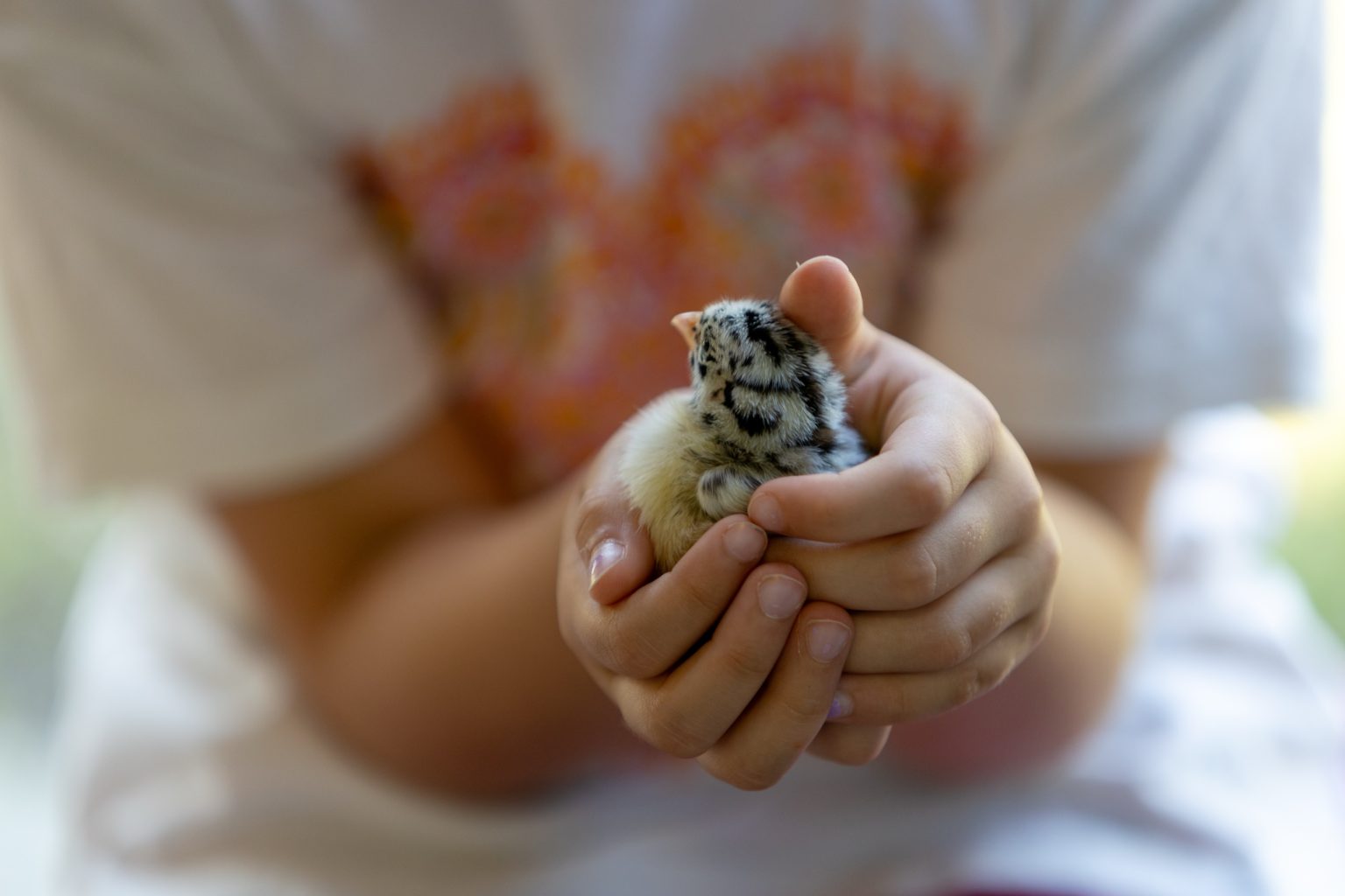 Small hands holding a chick