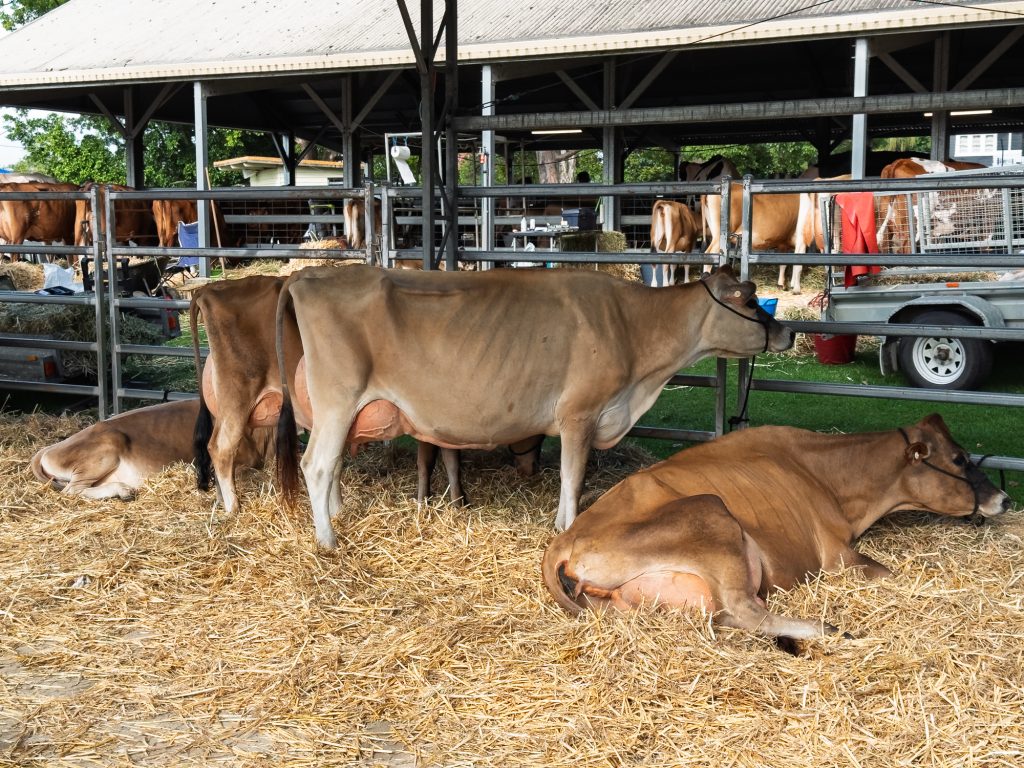 Jersey cows resting in the straw of the cattle shed