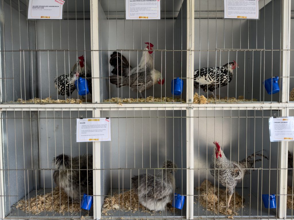 Poultry in their show pens