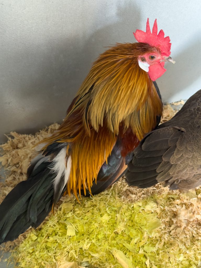 A rooster in the poultry pavilion
