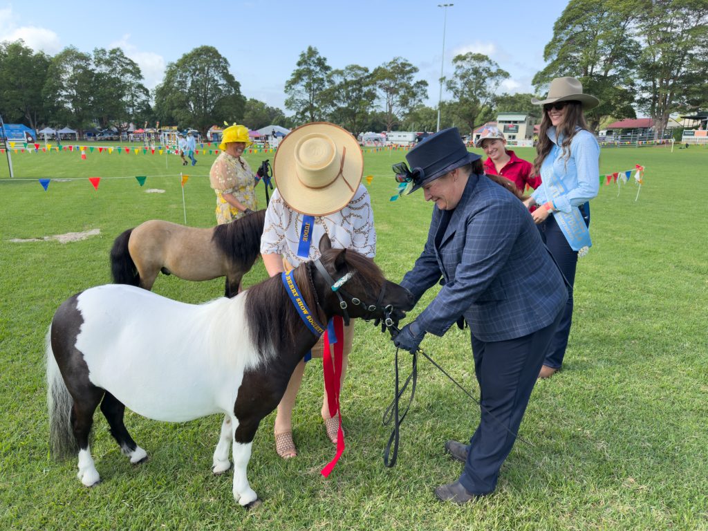 Handlers with a skewbald miniature pony