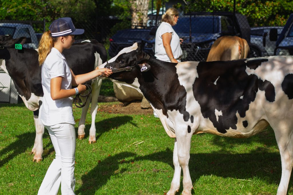 A young handler with a Holstein cow