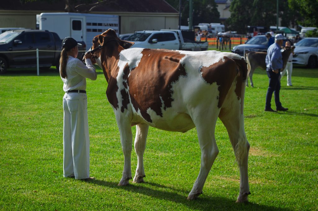 A handler showing a red and white cow