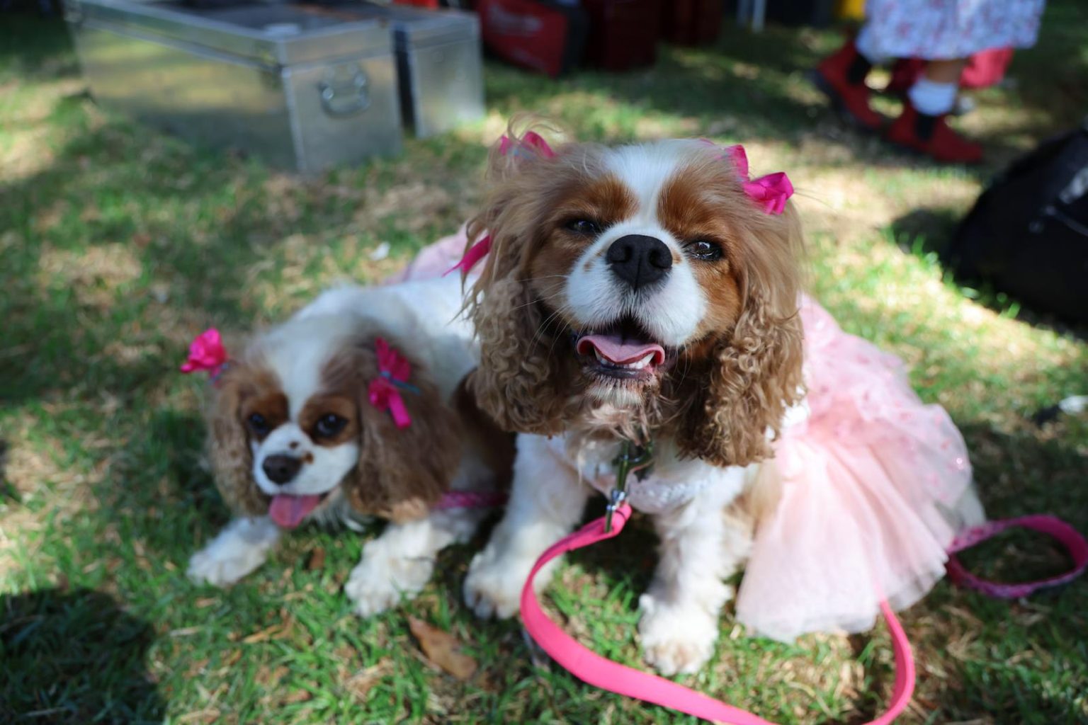 Two spaniels in pink tutus at the Pet Show