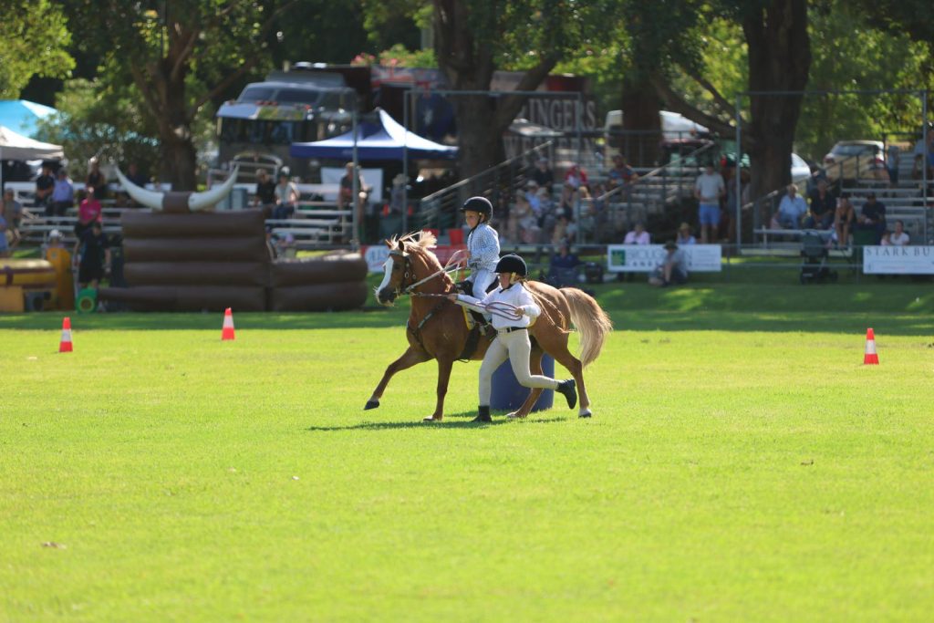 A stockman on horseback in the ring