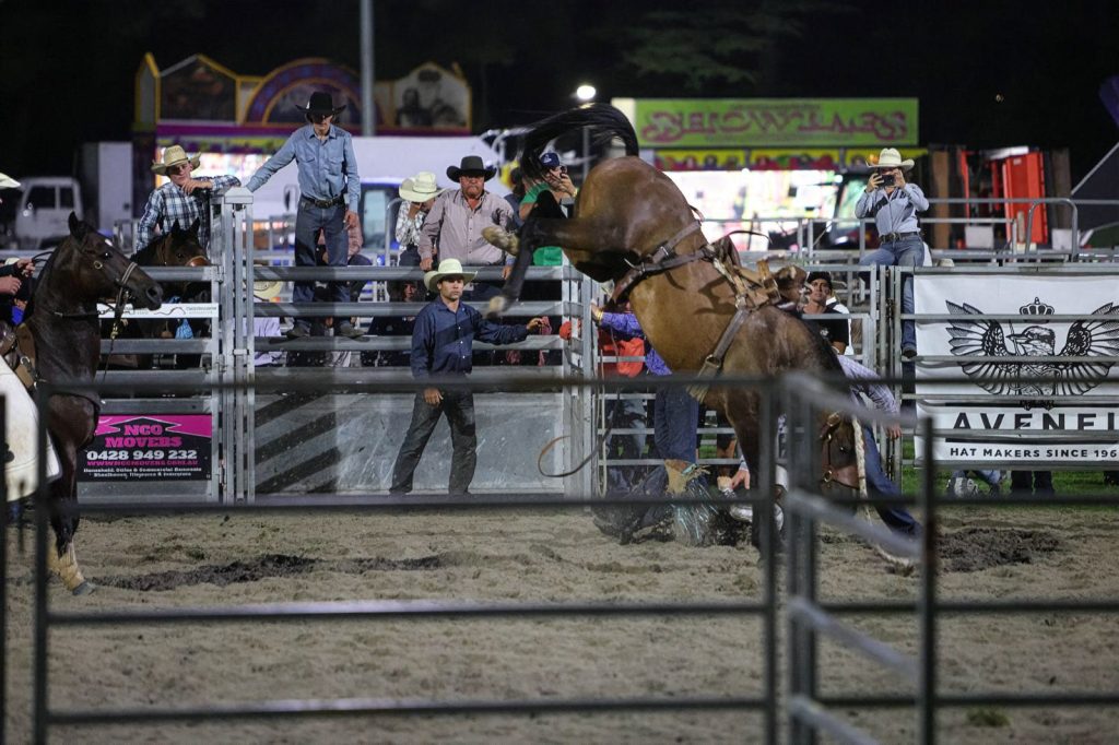 A bronc rider leaving the chute