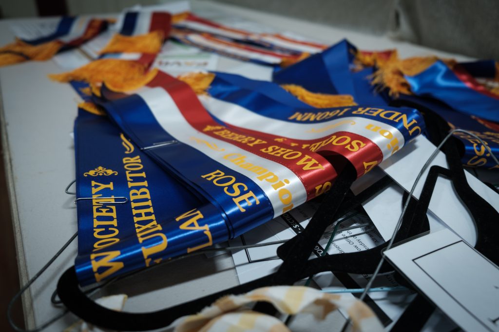 Champion and first prize ribbons