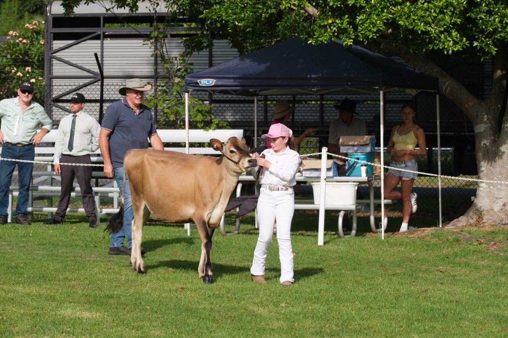 A girl leading a Jersey heifer on the cattle lawn