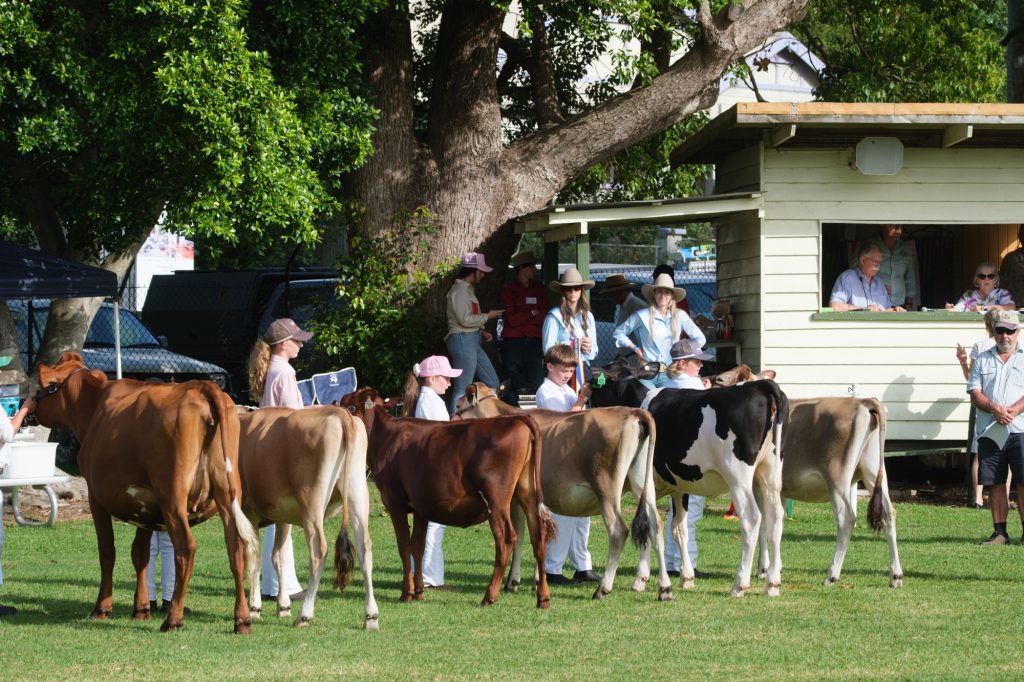 A line of dairy heifers waiting for the judge