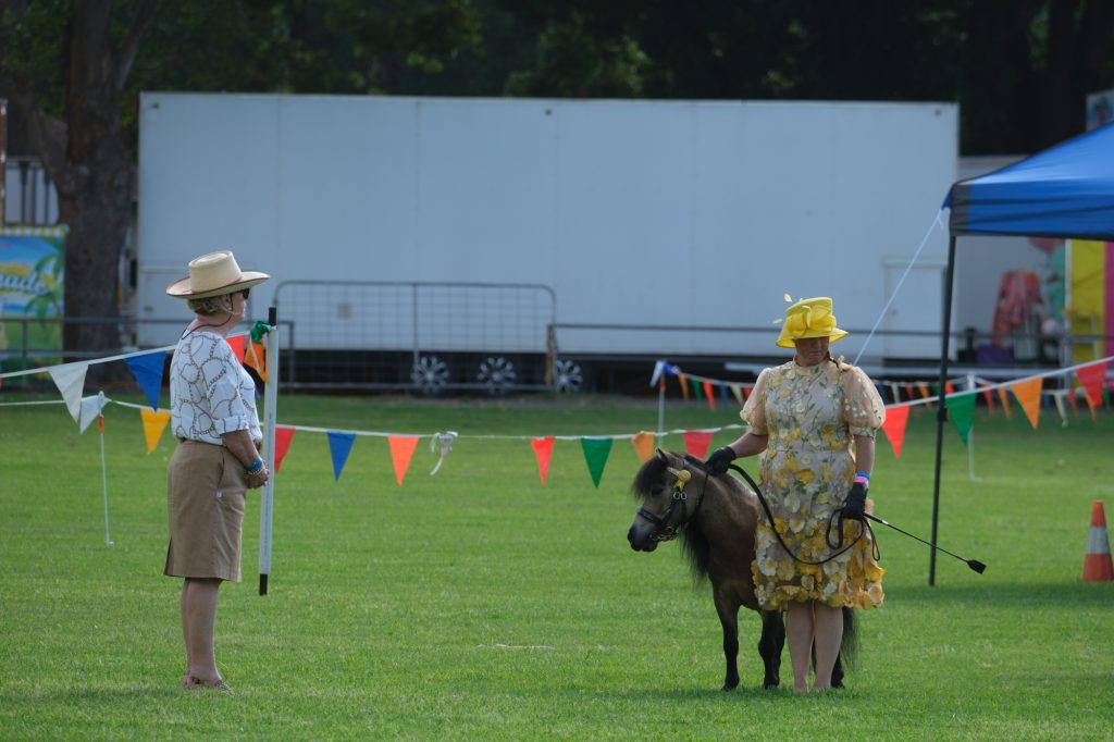 A woman in a yellow hat leading a miniature pony in front of the judge