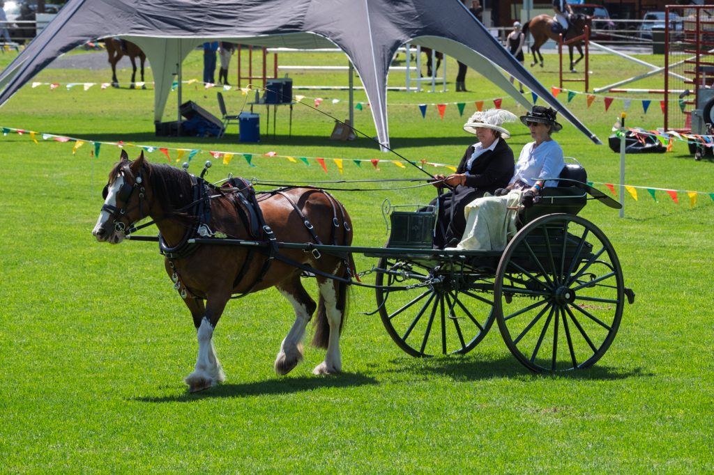 A horse pulling a carriage around the ring