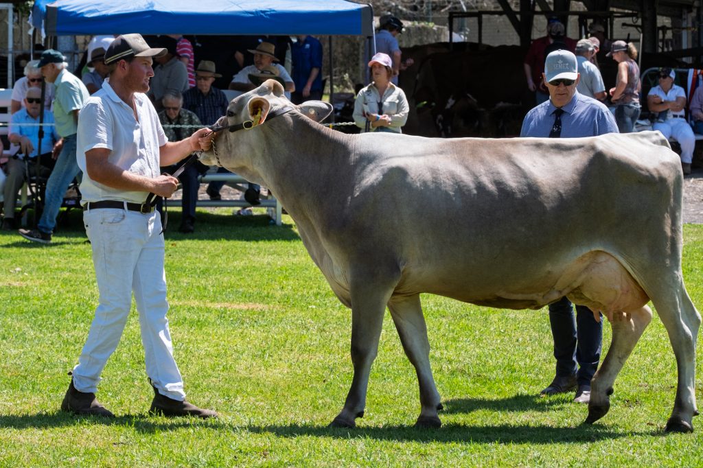 A handler in white leading a cow in the ring