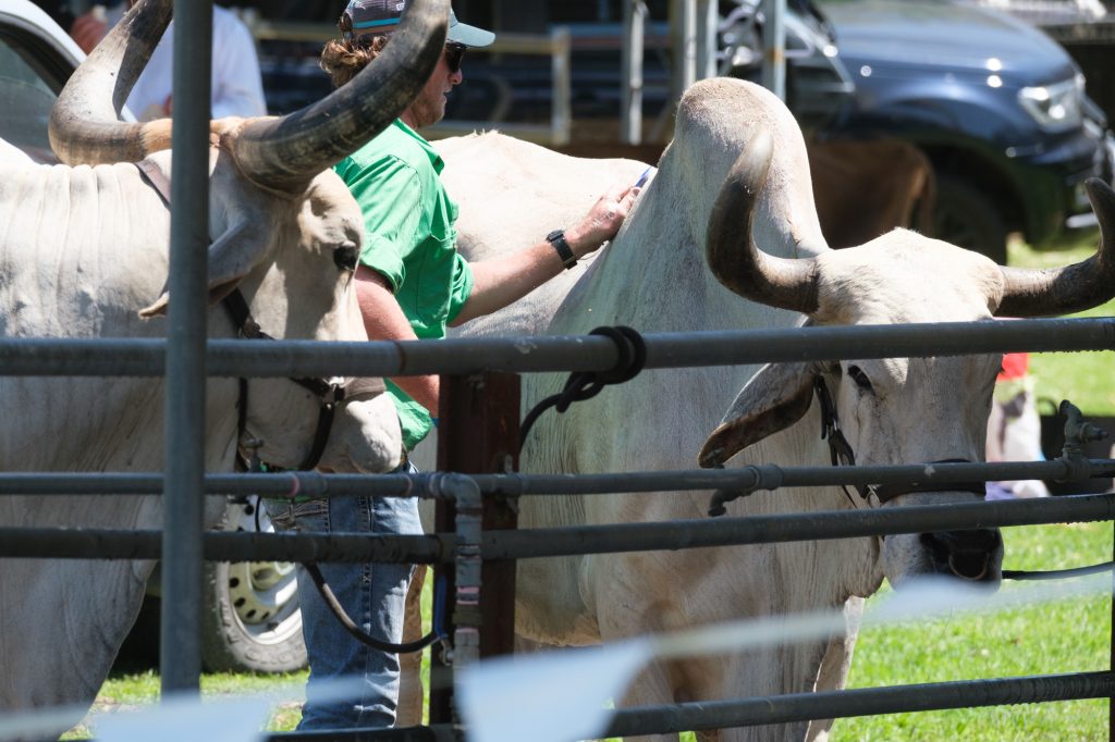 Brahman cattle through the rails of the cattle yards