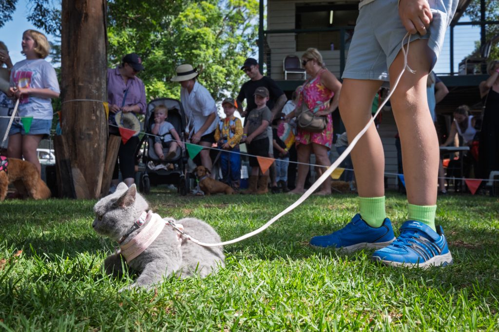 A small dog lying on the grass at the Pet Show