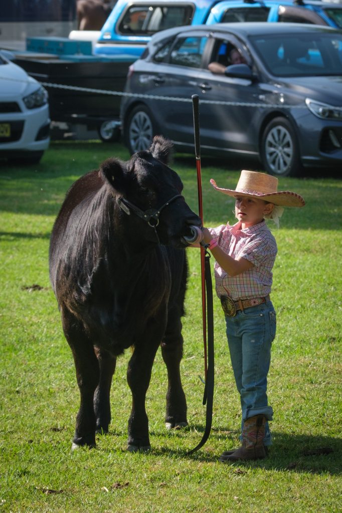 A small boy in a cowboy hat with a black calf