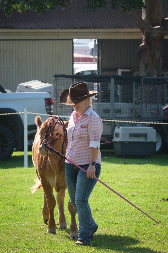 A woman leading a foal on a long rope