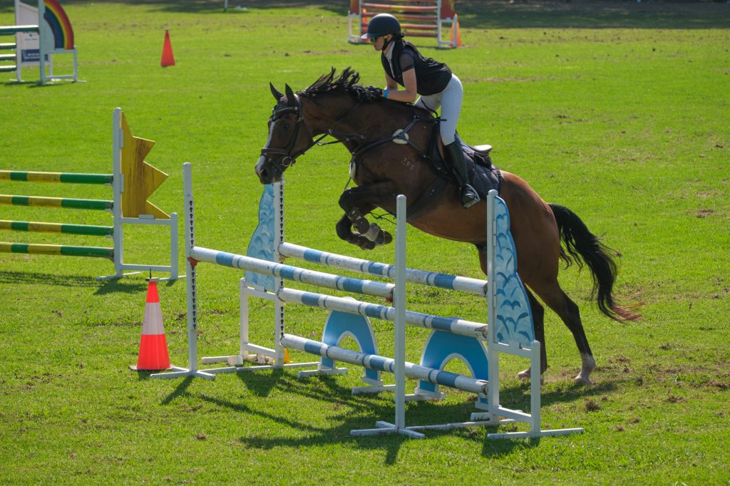 A bay horse leaping a fence
