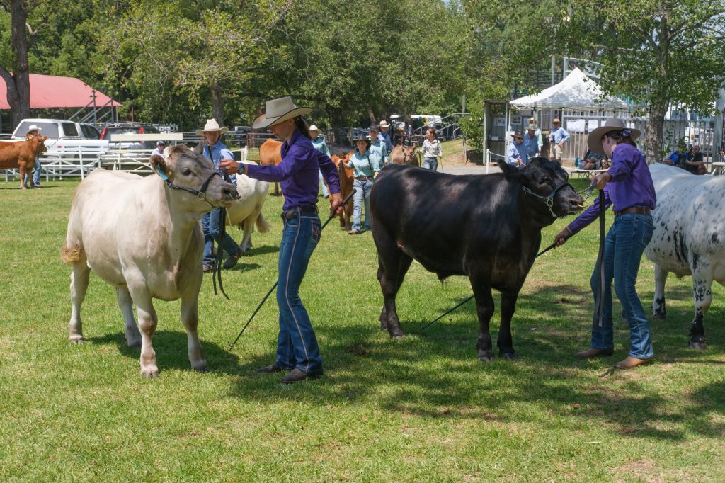 Handlers leading cattle around the ring