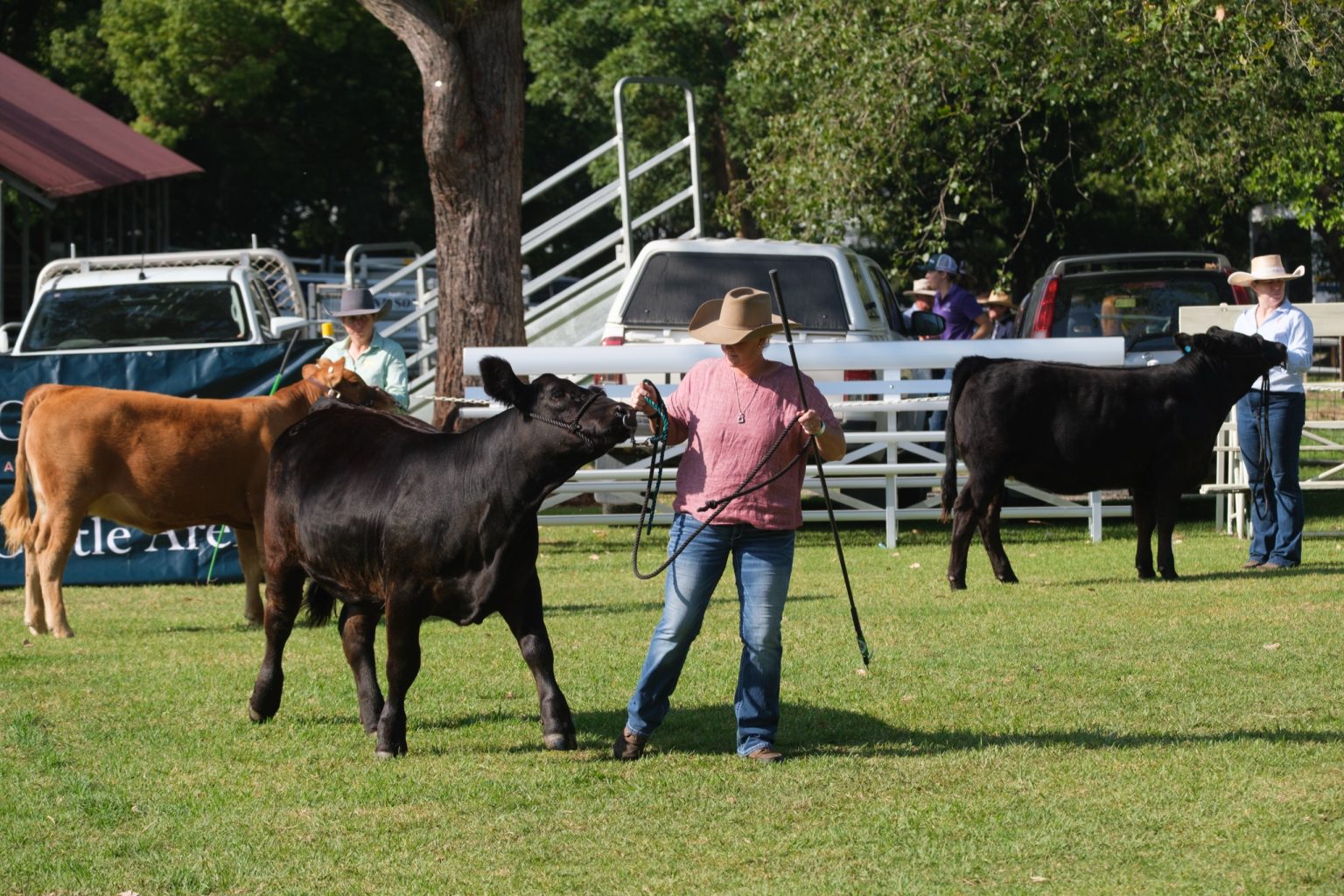 Cattle being led in the ring