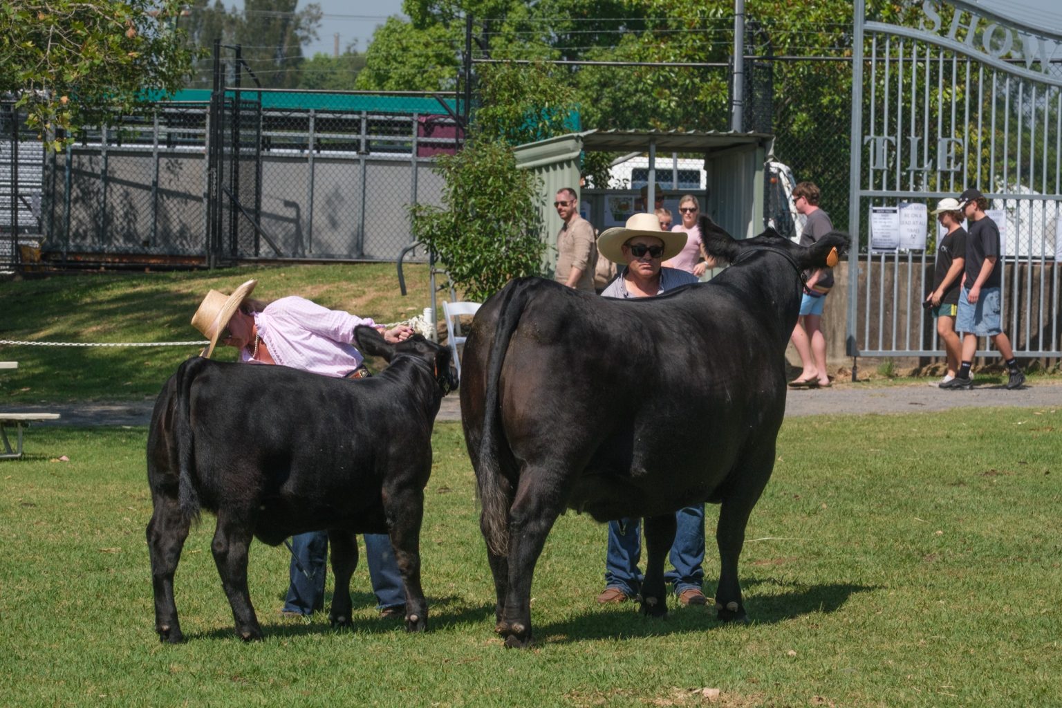 Black cattle being judged