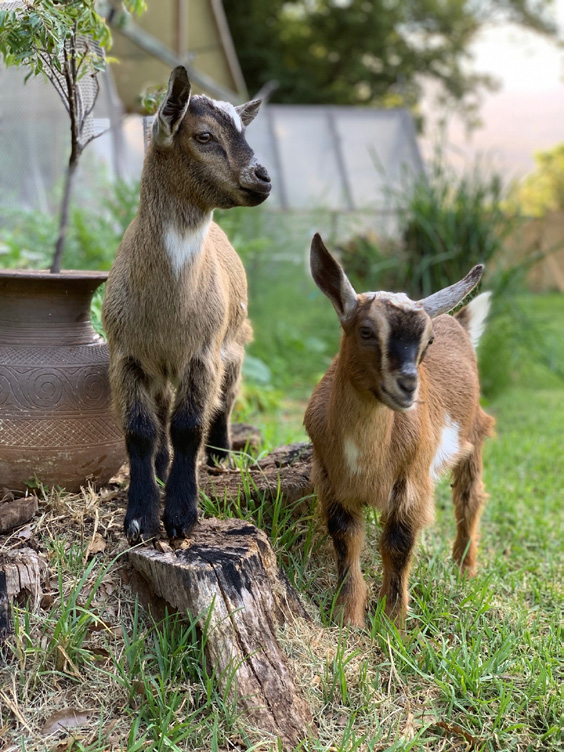 Two Nigerian Dwarf goat kids standing on a tree stump