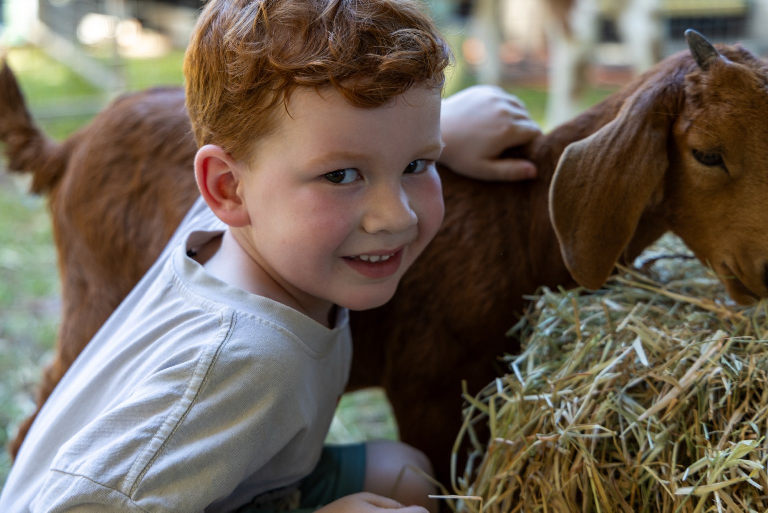 A young visitor hugging a goat in the Animal Nursery