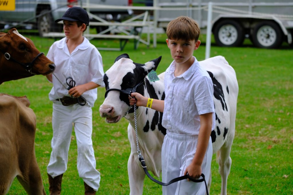 Two young handlers in show whites leading dairy calves