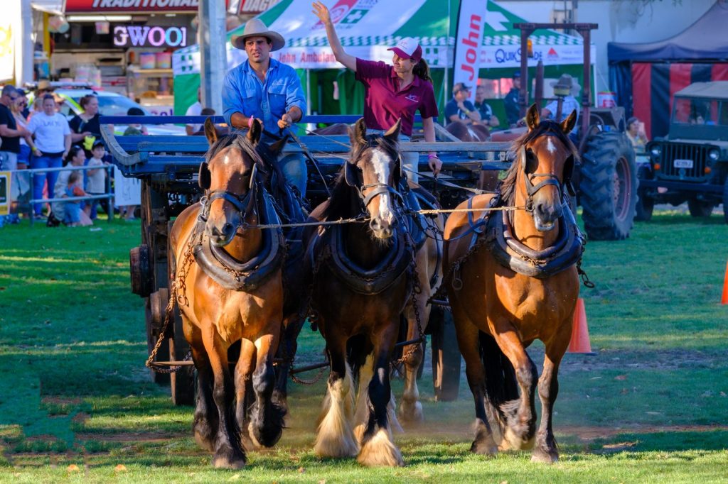 A team of draught horses pulling a wagon in the Main Ring