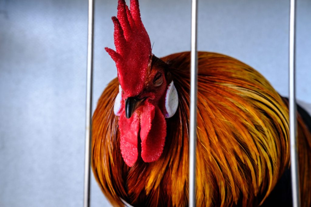 A red rooster with a tall comb looking through the bars of its show pen